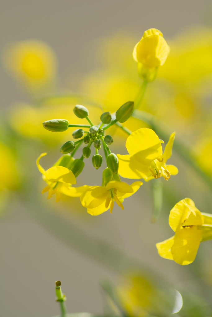 professional Product Photography rapeseed flower